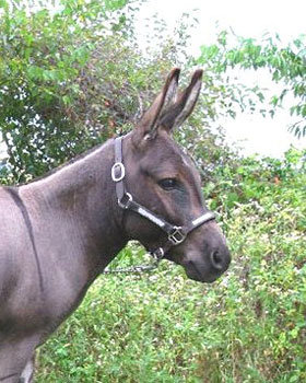 Critter Haven Farm Miniature Donkeys